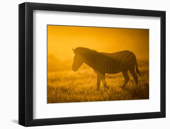 Plains Zebra (Equus Quagga) at Sunset, Savuti Marsh, Botswana-Wim van den Heever-Framed Photographic Print