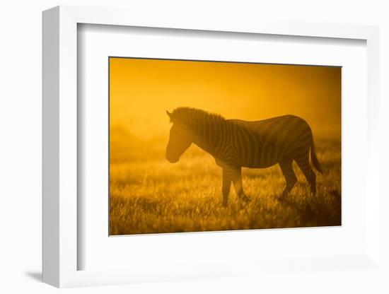 Plains Zebra (Equus Quagga) at Sunset, Savuti Marsh, Botswana-Wim van den Heever-Framed Photographic Print