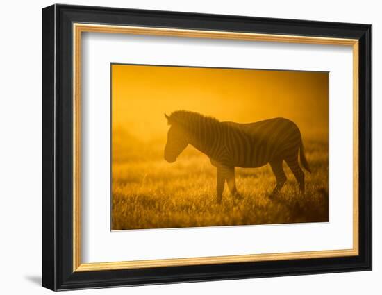 Plains Zebra (Equus Quagga) at Sunset, Savuti Marsh, Botswana-Wim van den Heever-Framed Photographic Print