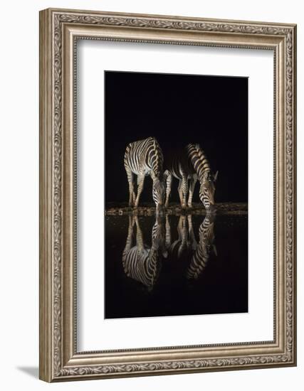 Plains zebra (Equus quagga) drinking at night, Zimanga private game reserve, KwaZulu-Natal, South A-Ann and Steve Toon-Framed Photographic Print