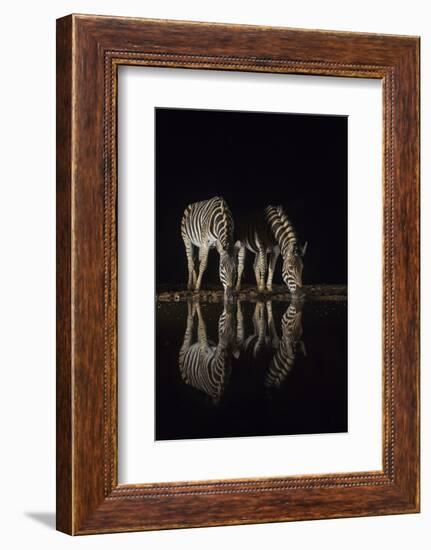 Plains zebra (Equus quagga) drinking at night, Zimanga private game reserve, KwaZulu-Natal, South A-Ann and Steve Toon-Framed Photographic Print