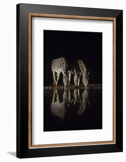 Plains zebra (Equus quagga) drinking at night, Zimanga private game reserve, KwaZulu-Natal, South A-Ann and Steve Toon-Framed Photographic Print