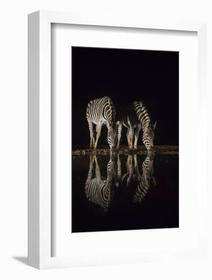 Plains zebra (Equus quagga) drinking at night, Zimanga private game reserve, KwaZulu-Natal, South A-Ann and Steve Toon-Framed Photographic Print