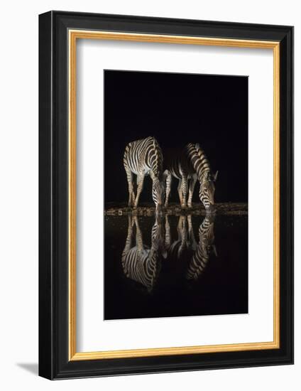 Plains zebra (Equus quagga) drinking at night, Zimanga private game reserve, KwaZulu-Natal, South A-Ann and Steve Toon-Framed Photographic Print