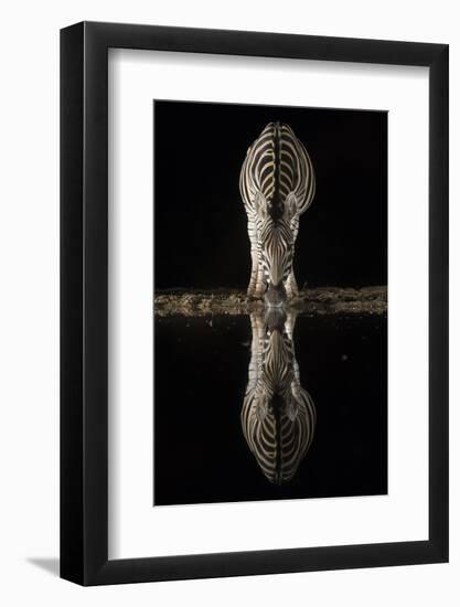 Plains zebra (Equus quagga) drinking at night, Zimanga private game reserve, KwaZulu-Natal, South A-Ann and Steve Toon-Framed Photographic Print