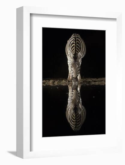 Plains zebra (Equus quagga) drinking at night, Zimanga private game reserve, KwaZulu-Natal, South A-Ann and Steve Toon-Framed Photographic Print