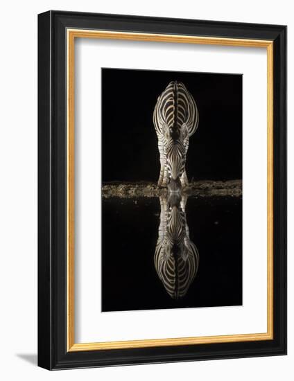 Plains zebra (Equus quagga) drinking at night, Zimanga private game reserve, KwaZulu-Natal, South A-Ann and Steve Toon-Framed Photographic Print