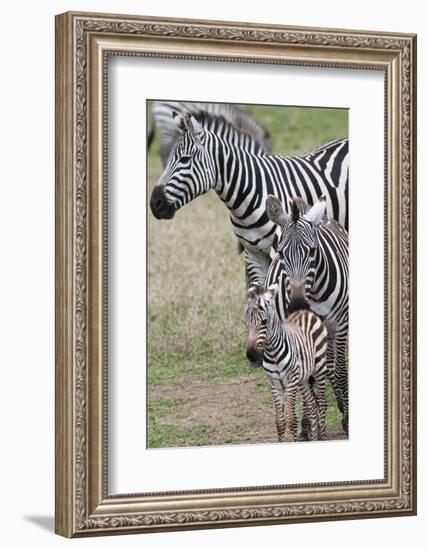 Plains Zebra (Equus Quagga), Masai Mara, Kenya, East Africa, Africa-Sergio Pitamitz-Framed Photographic Print