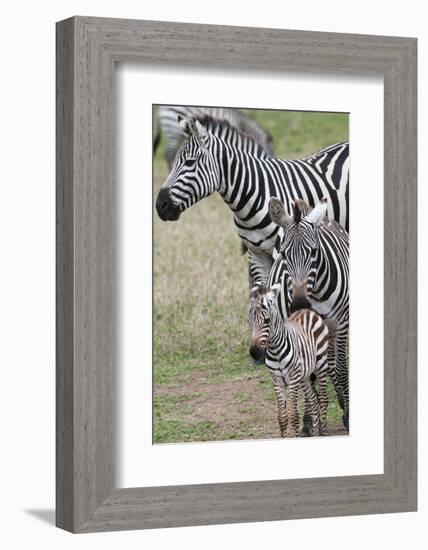 Plains Zebra (Equus Quagga), Masai Mara, Kenya, East Africa, Africa-Sergio Pitamitz-Framed Photographic Print