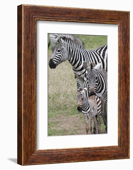 Plains Zebra (Equus Quagga), Masai Mara, Kenya, East Africa, Africa-Sergio Pitamitz-Framed Photographic Print