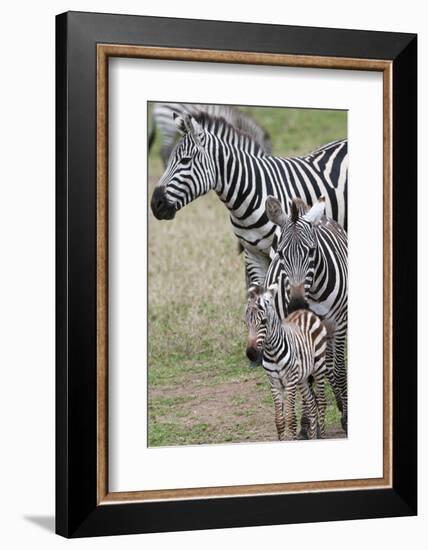 Plains Zebra (Equus Quagga), Masai Mara, Kenya, East Africa, Africa-Sergio Pitamitz-Framed Photographic Print