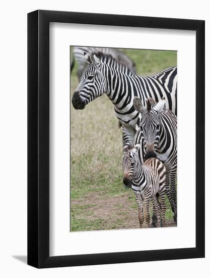 Plains Zebra (Equus Quagga), Masai Mara, Kenya, East Africa, Africa-Sergio Pitamitz-Framed Photographic Print