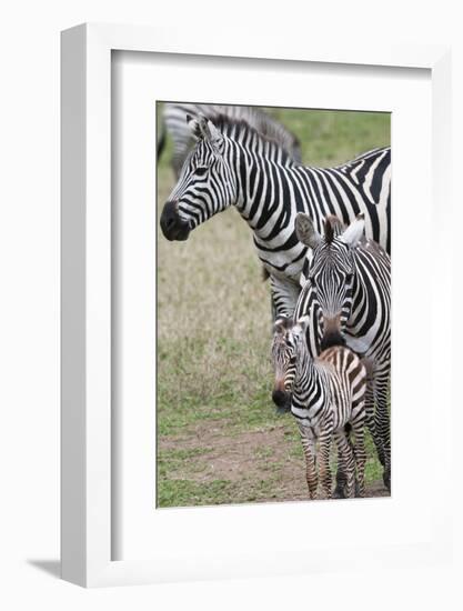 Plains Zebra (Equus Quagga), Masai Mara, Kenya, East Africa, Africa-Sergio Pitamitz-Framed Photographic Print