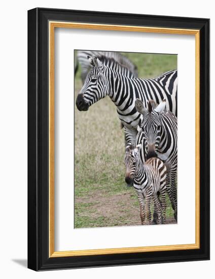 Plains Zebra (Equus Quagga), Masai Mara, Kenya, East Africa, Africa-Sergio Pitamitz-Framed Photographic Print