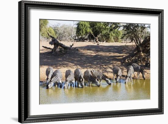 Plains zebra (Equus quagga), Mkhuze Game Reserve, Kwazulu-Natal, South Africa, Africa-Christian Kober-Framed Photographic Print