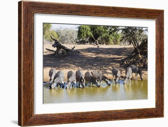 Plains zebra (Equus quagga), Mkhuze Game Reserve, Kwazulu-Natal, South Africa, Africa-Christian Kober-Framed Photographic Print