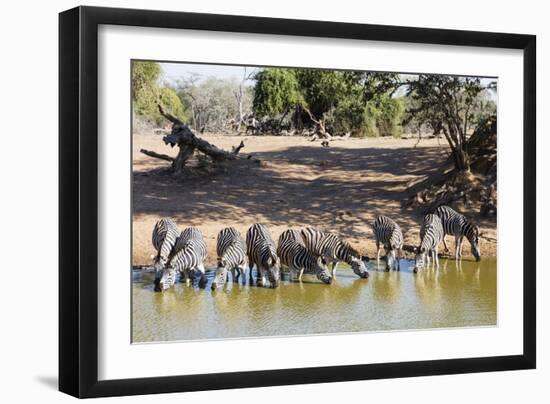 Plains zebra (Equus quagga), Mkhuze Game Reserve, Kwazulu-Natal, South Africa, Africa-Christian Kober-Framed Photographic Print