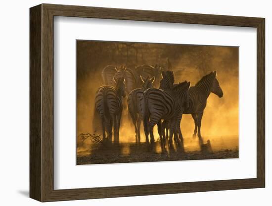 Plains zebra (Equus quagga), Zimanga private game reserve, KwaZulu-Natal, South Africa, Africa-Ann and Steve Toon-Framed Photographic Print