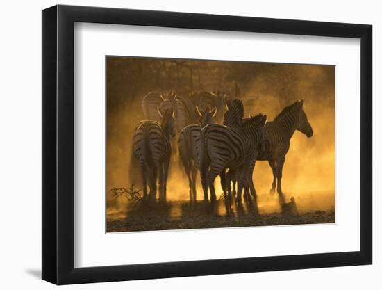 Plains zebra (Equus quagga), Zimanga private game reserve, KwaZulu-Natal, South Africa, Africa-Ann and Steve Toon-Framed Photographic Print