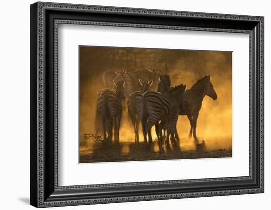 Plains zebra (Equus quagga), Zimanga private game reserve, KwaZulu-Natal, South Africa, Africa-Ann and Steve Toon-Framed Photographic Print