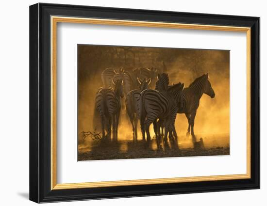 Plains zebra (Equus quagga), Zimanga private game reserve, KwaZulu-Natal, South Africa, Africa-Ann and Steve Toon-Framed Photographic Print