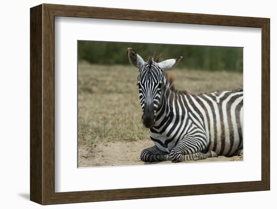 Plains zebra, Lake Nakuru National Park, Kenya.-Sergio Pitamitz-Framed Photographic Print