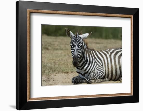 Plains zebra, Lake Nakuru National Park, Kenya.-Sergio Pitamitz-Framed Photographic Print