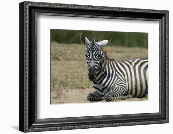 Plains zebra, Lake Nakuru National Park, Kenya.-Sergio Pitamitz-Framed Photographic Print