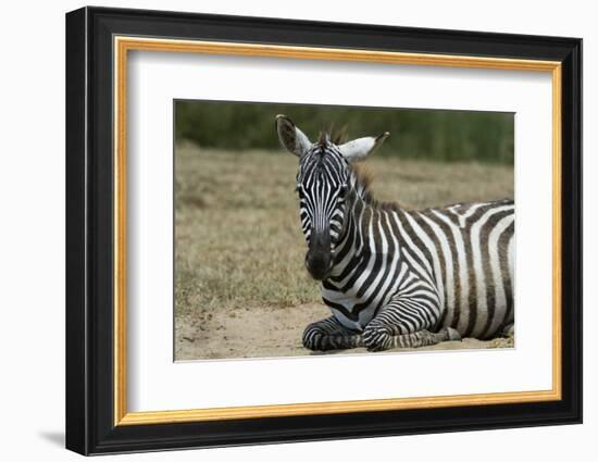 Plains zebra, Lake Nakuru National Park, Kenya.-Sergio Pitamitz-Framed Photographic Print