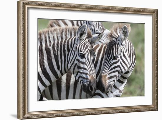 Plains Zebra, Maasai Mara, Kenya-Martin Zwick-Framed Photographic Print