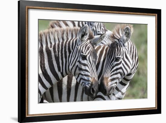 Plains Zebra, Maasai Mara, Kenya-Martin Zwick-Framed Photographic Print