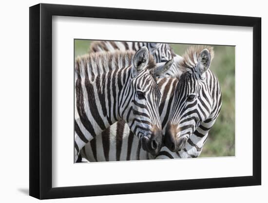 Plains Zebra, Maasai Mara, Kenya-Martin Zwick-Framed Photographic Print