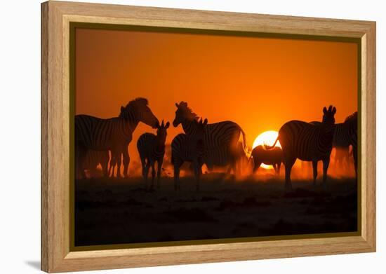 Plains Zebra, Makgadikgadi Pans National Park, Botswana-Paul Souders-Framed Premier Image Canvas