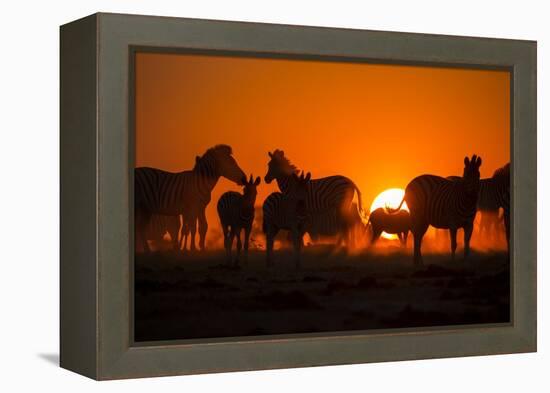 Plains Zebra, Makgadikgadi Pans National Park, Botswana-Paul Souders-Framed Premier Image Canvas