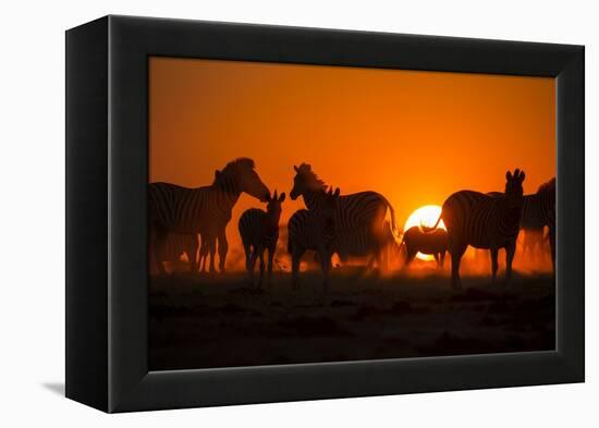 Plains Zebra, Makgadikgadi Pans National Park, Botswana-Paul Souders-Framed Premier Image Canvas