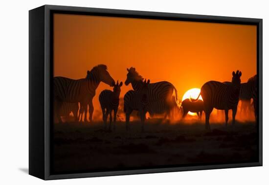 Plains Zebra, Makgadikgadi Pans National Park, Botswana-Paul Souders-Framed Premier Image Canvas