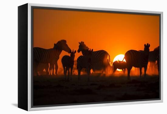 Plains Zebra, Makgadikgadi Pans National Park, Botswana-Paul Souders-Framed Premier Image Canvas