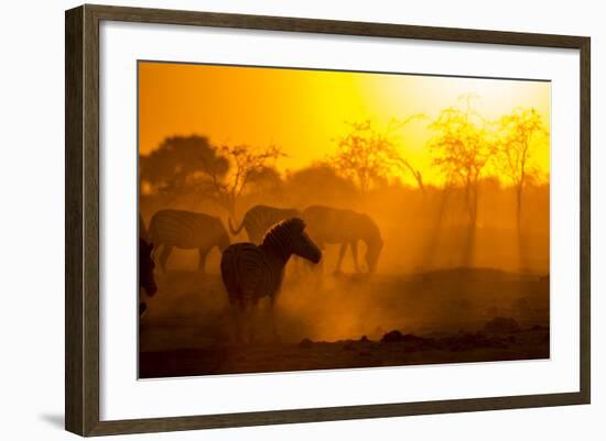 Plains Zebra, Makgadikgadi Pans National Park, Botswana-Paul Souders-Framed Photographic Print