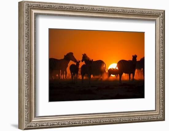 Plains Zebra, Makgadikgadi Pans National Park, Botswana-Paul Souders-Framed Photographic Print