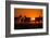 Plains Zebra, Makgadikgadi Pans National Park, Botswana-Paul Souders-Framed Photographic Print