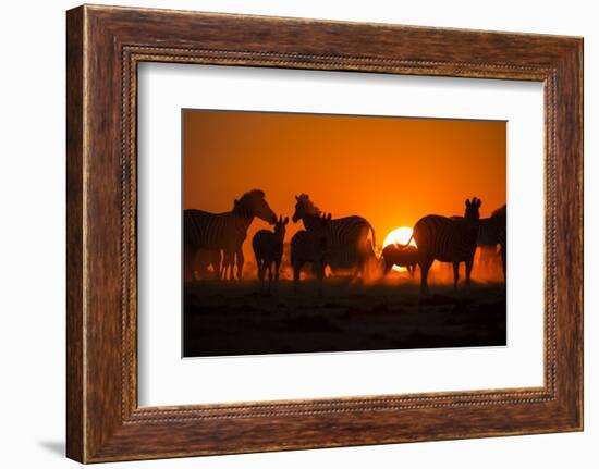 Plains Zebra, Makgadikgadi Pans National Park, Botswana-Paul Souders-Framed Photographic Print