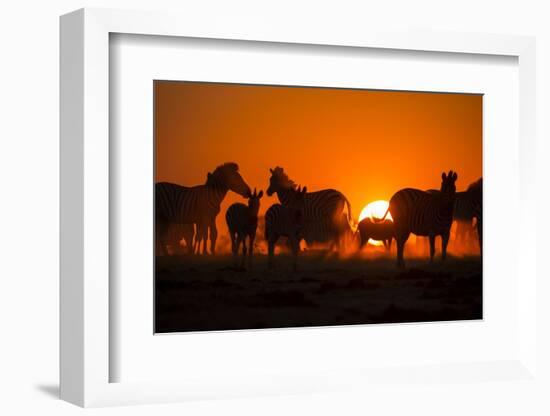 Plains Zebra, Makgadikgadi Pans National Park, Botswana-Paul Souders-Framed Photographic Print