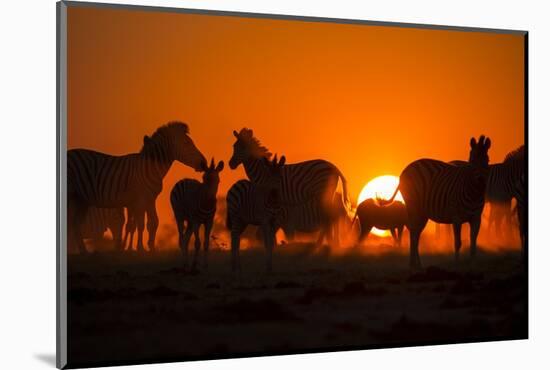 Plains Zebra, Makgadikgadi Pans National Park, Botswana-Paul Souders-Mounted Photographic Print