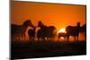 Plains Zebra, Makgadikgadi Pans National Park, Botswana-Paul Souders-Mounted Photographic Print