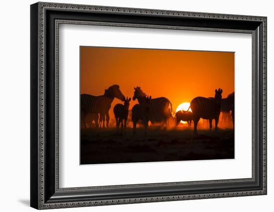 Plains Zebra, Makgadikgadi Pans National Park, Botswana-Paul Souders-Framed Photographic Print