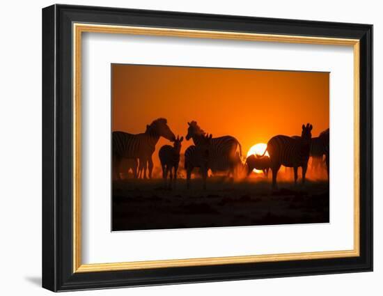 Plains Zebra, Makgadikgadi Pans National Park, Botswana-Paul Souders-Framed Photographic Print