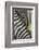 Plains Zebra Mane, Kruger National Park, South Africa-Paul Souders-Framed Photographic Print