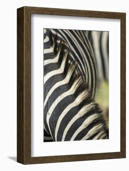 Plains Zebra Mane, Kruger National Park, South Africa-Paul Souders-Framed Photographic Print