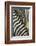 Plains Zebra Mane, Kruger National Park, South Africa-Paul Souders-Framed Photographic Print