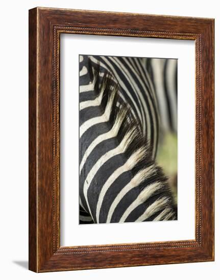 Plains Zebra Mane, Kruger National Park, South Africa-Paul Souders-Framed Photographic Print